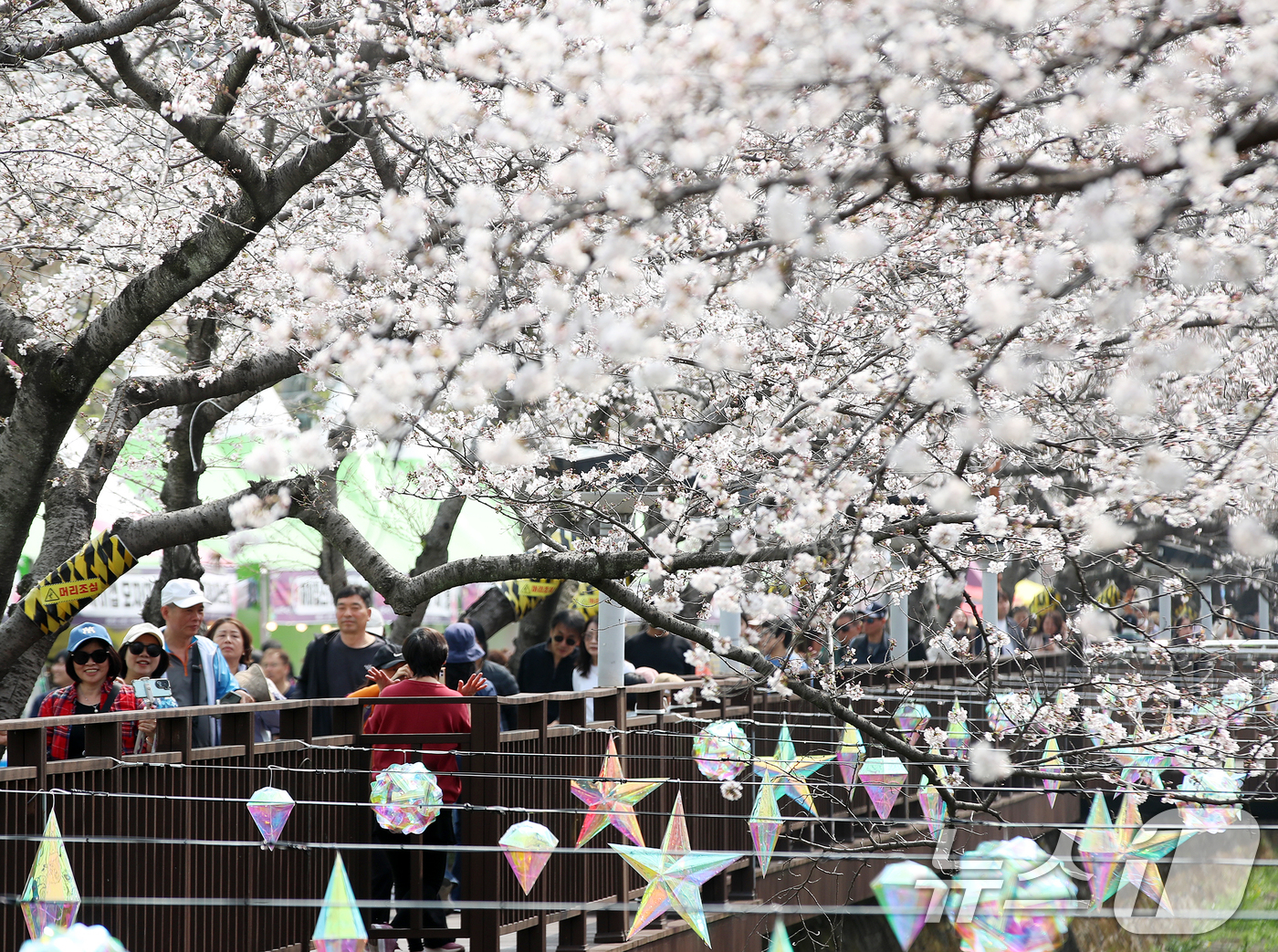 (창원=뉴스1) 윤일지 기자 = 전국 최대 벚꽃 축제인 '제64회 진해군항제'가 개막한 27일 경남 창원 진해구 여좌천을 찾은 관광객들이 벚꽃을 감상하고 있다.제64회 진해군항제는 …