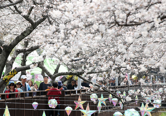 "K 벚꽃 예뻐요"