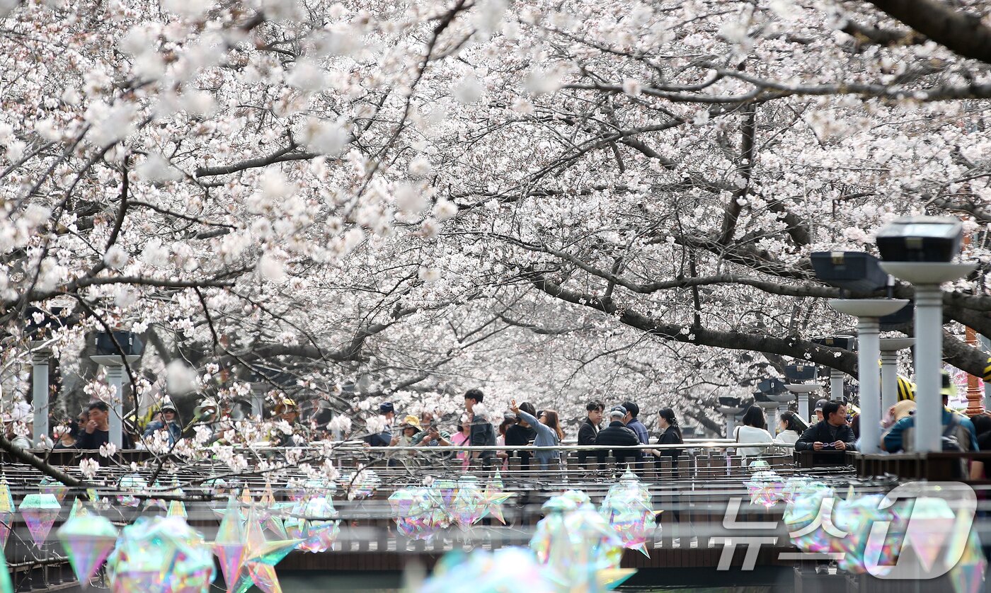 본문 이미지 - 전국 최대 벚꽃 축제인 '제64회 진해군항제'가 개막한 27일 경남 창원 진해구 여좌천을 찾은 관광객들이 벚꽃을 감상하고 있다. 제64회 진해군항제는 이날부터 4월 5일까지 10일간 진해구 전역에서 진행된다. 2026.3.27 ⓒ 뉴스1 윤일지 기자