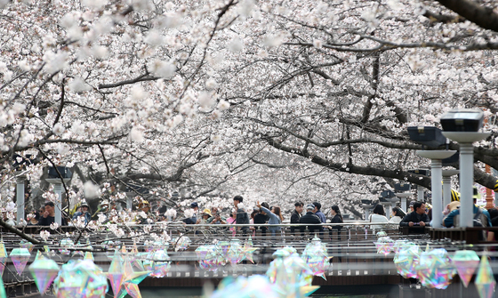 진해군항제 벚꽃 감상