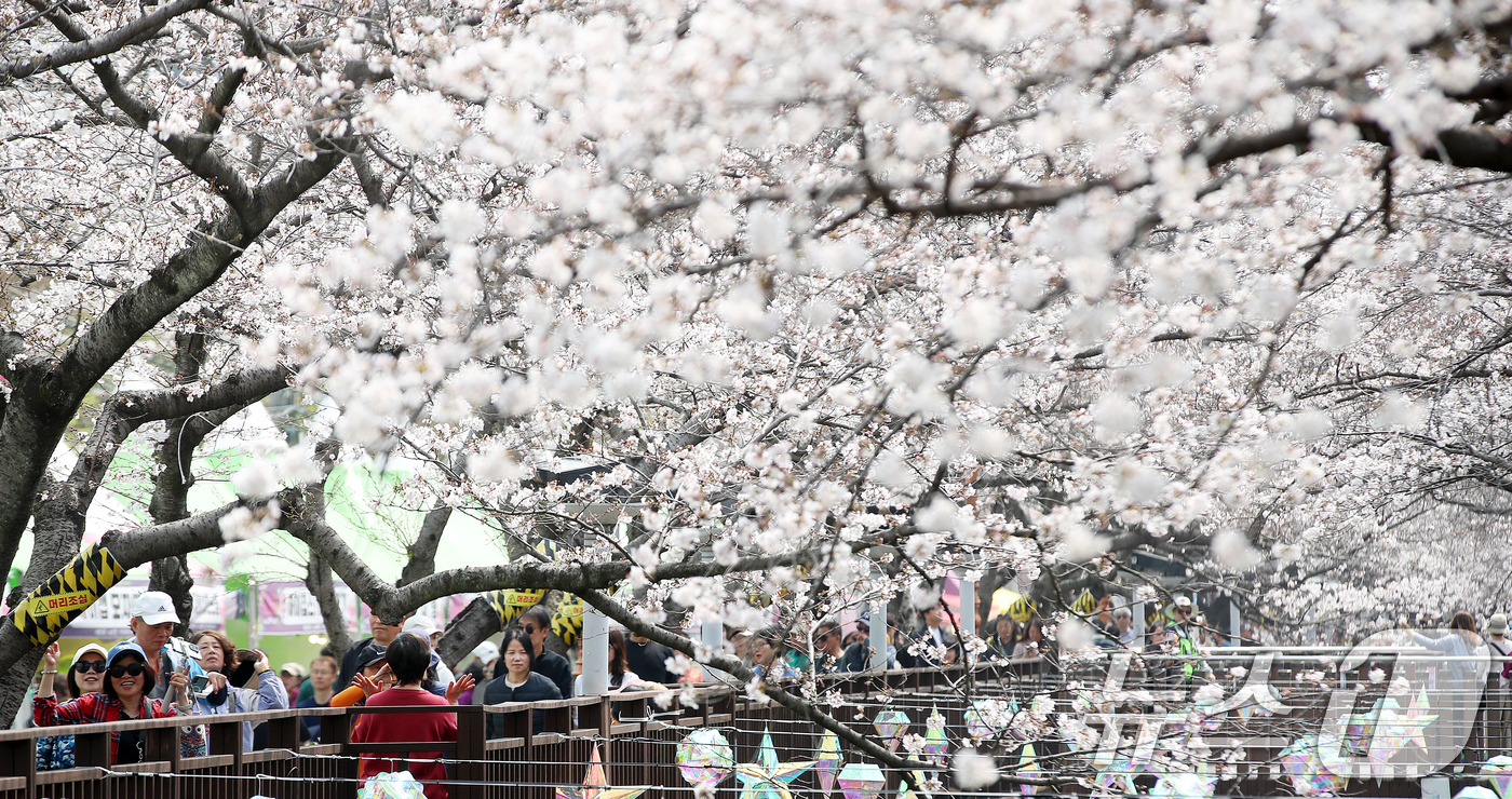 (창원=뉴스1) 윤일지 기자 = 전국 최대 벚꽃 축제인 '제64회 진해군항제'가 개막한 27일 경남 창원 진해구 여좌천을 찾은 관광객들이 벚꽃을 감상하고 있다.제64회 진해군항제는 …