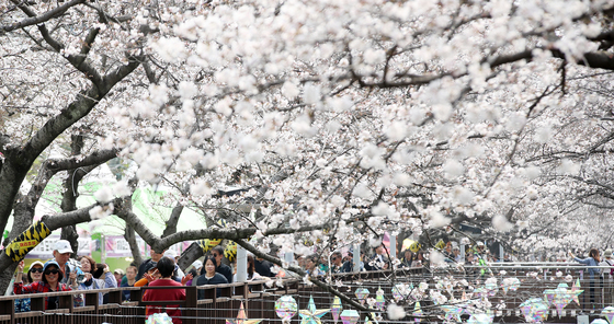 진해군항제 벚꽃 감상