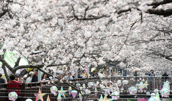 진해군항제 시작