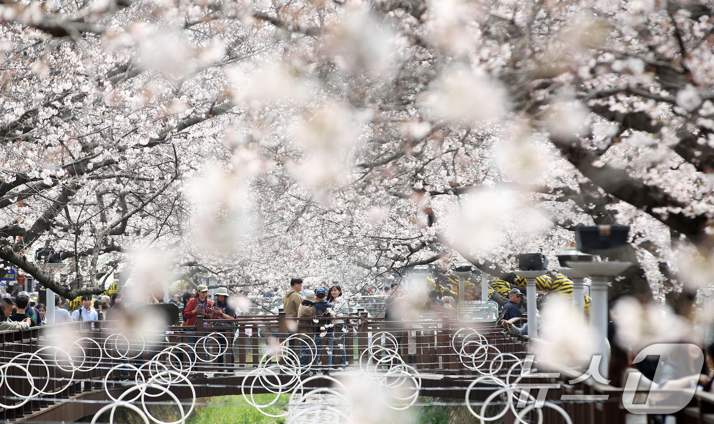 (창원=뉴스1) 윤일지 기자 = 전국 최대 벚꽃 축제인 '제64회 진해군항제'가 개막한 27일 경남 창원 진해구 여좌천을 찾은 관광객들이 벚꽃을 감상하고 있다.제64회 진해군항제는 …