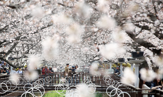 "K 벚꽃 예뻐요"