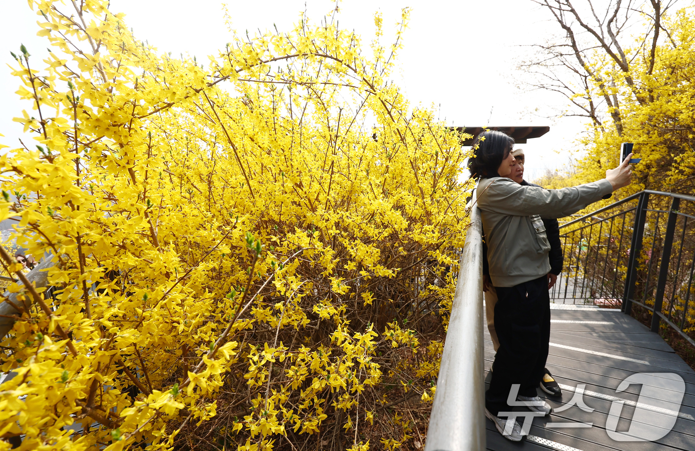 (서울=뉴스1) 김민지 기자 = 서울 낮 기온이 20도까지 오르는 등 따뜻한 봄 날씨를 보인 27일 오후 개나리 축제가 열리는 서울 성동구 응봉산에서 시민들이 꽃놀이를 즐기고 있다 …