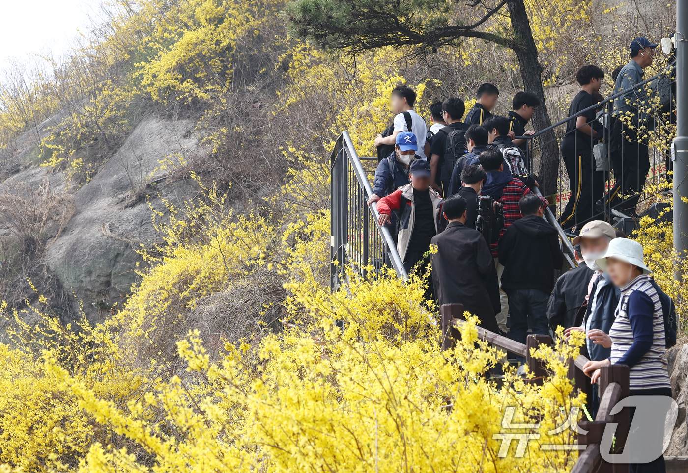 (서울=뉴스1) 김민지 기자 = 서울 낮 기온이 20도까지 오르는 등 따뜻한 봄 날씨를 보인 27일 오후 개나리 축제가 열리는 서울 성동구 응봉산에서 시민들이 꽃놀이를 즐기고 있다 …