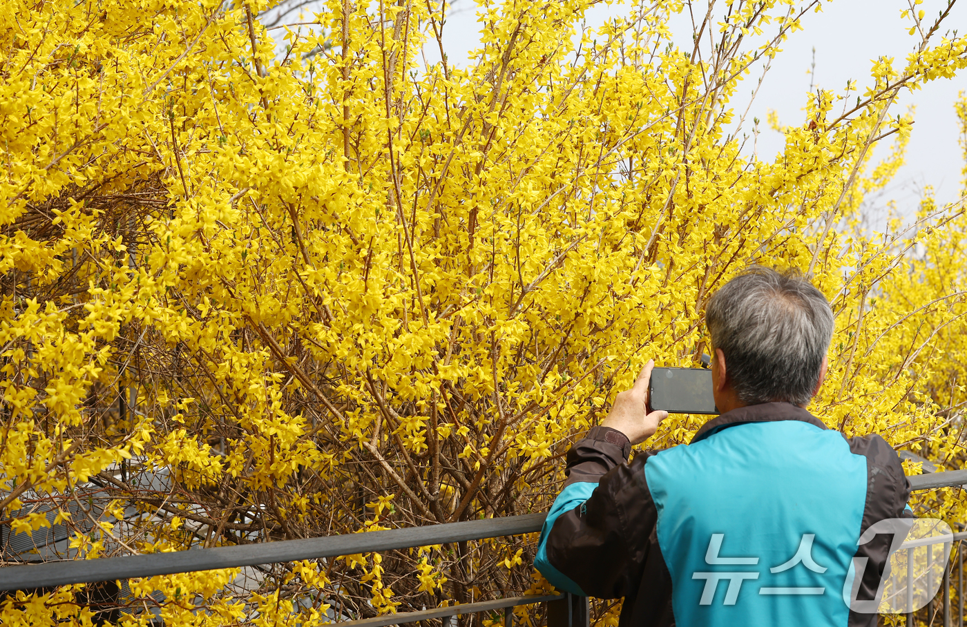 (서울=뉴스1) 김민지 기자 = 서울 낮 기온이 20도까지 오르는 등 따뜻한 봄 날씨를 보인 27일 오후 개나리 축제가 열리는 서울 성동구 응봉산에서 시민들이 꽃놀이를 즐기고 있다 …