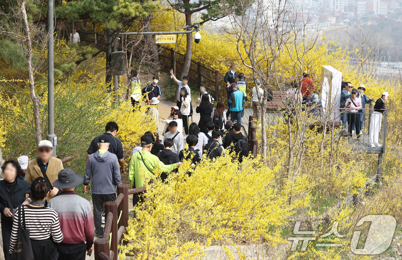 (서울=뉴스1) 김민지 기자 = 서울 낮 기온이 20도까지 오르는 등 따뜻한 봄 날씨를 보인 27일 오후 개나리 축제가 열리는 서울 성동구 응봉산에서 시민들이 꽃놀이를 즐기고 있다 …