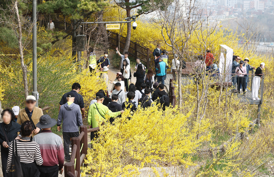 응봉산 개나리 축제 즐기는 시민들