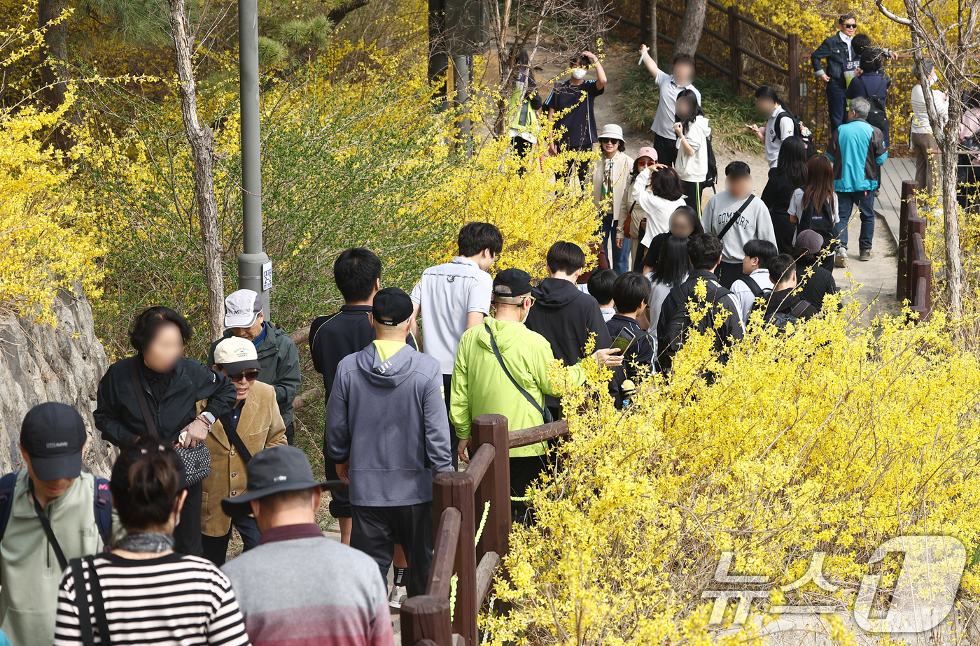 (서울=뉴스1) 김민지 기자 = 서울 낮 기온이 20도까지 오르는 등 따뜻한 봄 날씨를 보인 27일 오후 개나리 축제가 열리는 서울 성동구 응봉산에서 시민들이 꽃놀이를 즐기고 있다 …