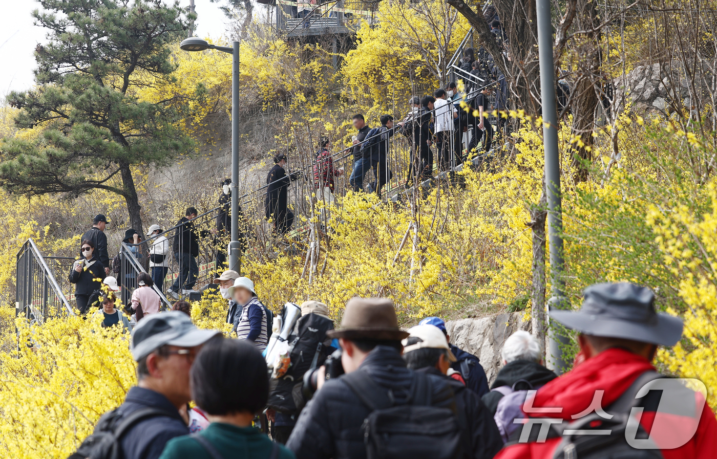 (서울=뉴스1) 김민지 기자 = 서울 낮 기온이 20도까지 오르는 등 따뜻한 봄 날씨를 보인 27일 오후 개나리 축제가 열리는 서울 성동구 응봉산에서 시민들이 꽃놀이를 즐기고 있다 …