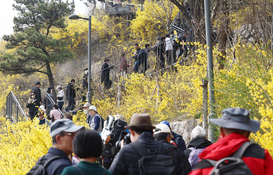 응봉산 개나리 축제 즐기는 시민들