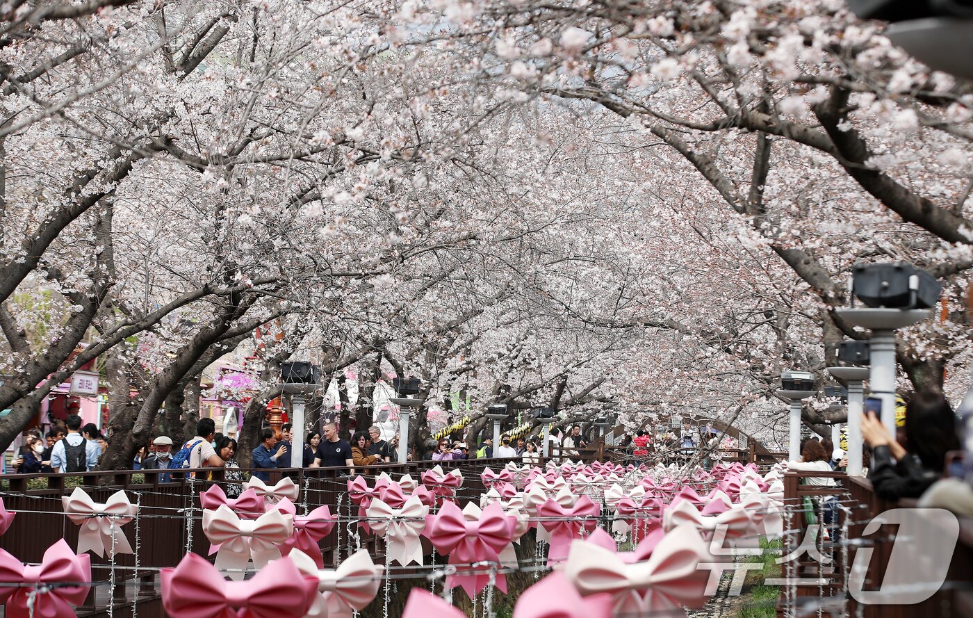본문 이미지 - 전국 최대 벚꽃 축제인 '제64회 진해군항제'가 개막한 27일 경남 창원 진해구 여좌천을 찾은 관광객들이 벚꽃을 감상하고 있다. 제64회 진해군항제는 이날부터 4월 5일까지 10일간 진해구 전역에서 진행된다. 2026.3.27 ⓒ 뉴스1 윤일지 기자