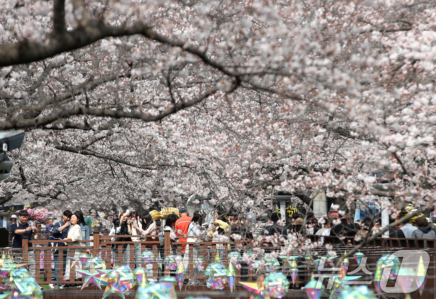 (창원=뉴스1) 윤일지 기자 = 전국 최대 벚꽃 축제인 '제64회 진해군항제'가 개막한 27일 경남 창원 진해구 여좌천을 찾은 관광객들이 벚꽃을 감상하고 있다.제64회 진해군항제는 …