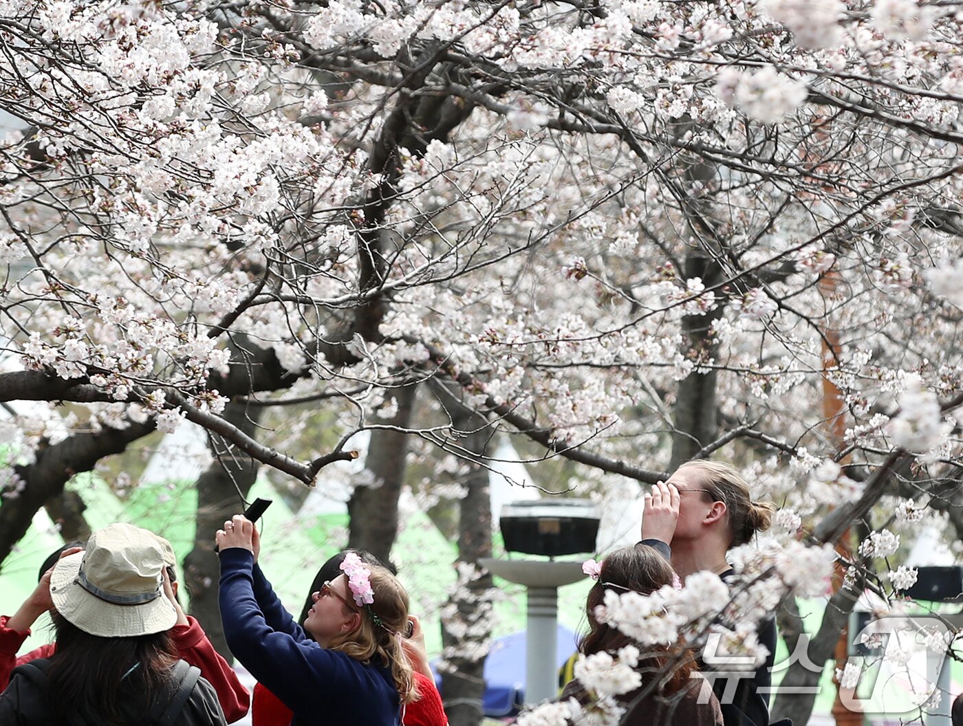 본문 이미지 - 전국 최대 벚꽃 축제인 '제64회 진해군항제'가 개막한 27일 경남 창원 진해구 여좌천을 찾은 관광객들이 벚꽃을 감상하고 있다. 제64회 진해군항제는 이날부터 4월 5일까지 10일간 진해구 전역에서 진행된다. 2026.3.27 ⓒ 뉴스1 윤일지 기자
