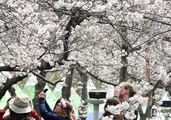 "K 벚꽃 예뻐요"