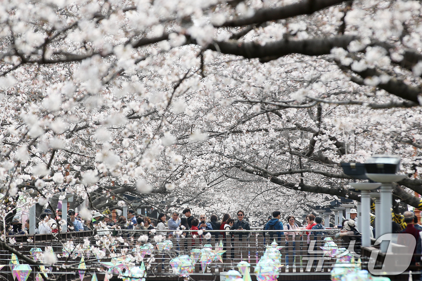 (창원=뉴스1) 윤일지 기자 = 전국 최대 벚꽃 축제인 '제64회 진해군항제'가 개막한 27일 경남 창원 진해구 여좌천을 찾은 관광객들이 벚꽃을 감상하고 있다.제64회 진해군항제는 …