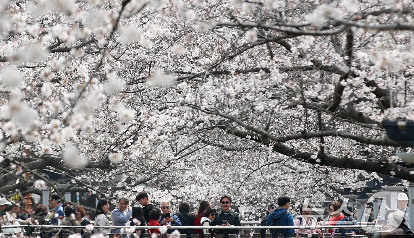 본문 이미지 - 전국 최대 벚꽃 축제인 '제64회 진해군항제'가 개막한 27일 경남 창원 진해구 여좌천을 찾은 관광객들이 벚꽃을 감상하고 있다. 제64회 진해군항제는 이날부터 4월 5일까지 10일간 진해구 전역에서 진행된다. 2026.3.27 ⓒ 뉴스1 윤일지 기자
