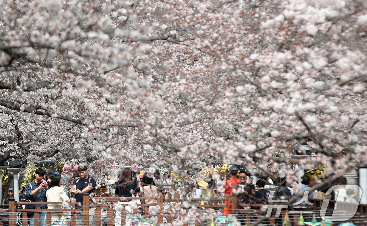 (창원=뉴스1) 윤일지 기자 = 전국 최대 벚꽃 축제인 '제64회 진해군항제'가 개막한 27일 경남 창원 진해구 여좌천을 찾은 관광객들이 벚꽃을 감상하고 있다.제64회 진해군항제는 …