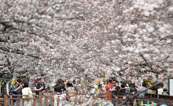 [뉴스1 PICK]전국 최대 벚꽃 향연, 제64회 진해군항제 개막…'도시 전체가 봄빛'