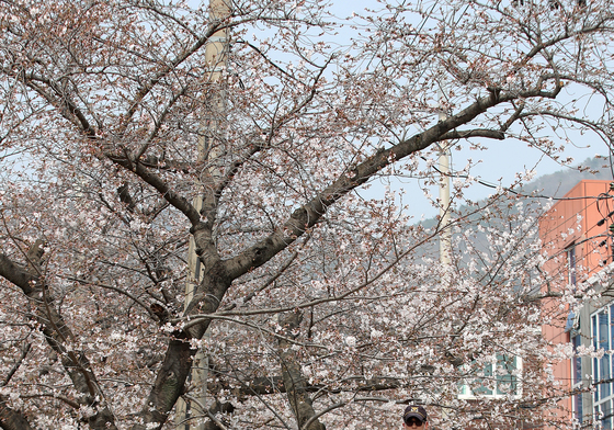진해군항제 혼잡 안전 관리하는 경찰