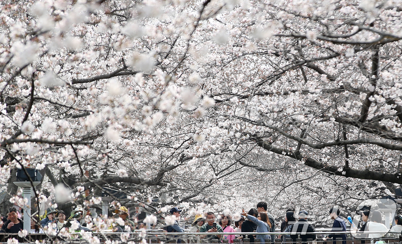 (창원=뉴스1) 윤일지 기자 = 전국 최대 벚꽃 축제인 '제64회 진해군항제'가 개막한 27일 경남 창원 진해구 여좌천을 찾은 관광객들이 벚꽃을 감상하고 있다.제64회 진해군항제는 …