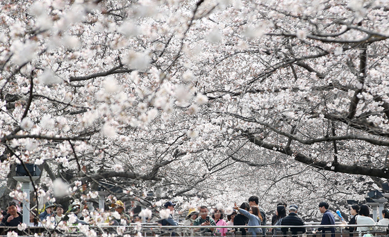 진해군항제 찾은 관광객들