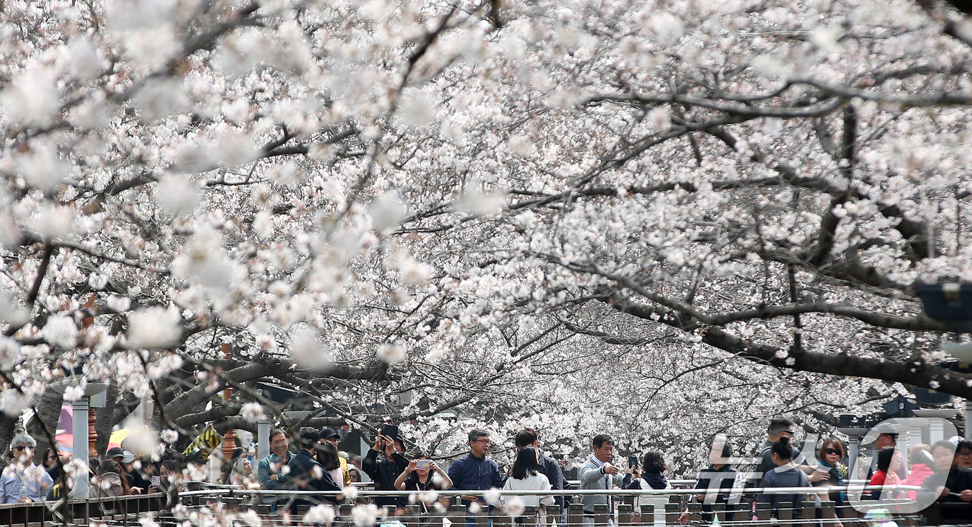 (창원=뉴스1) 윤일지 기자 = 전국 최대 벚꽃 축제인 '제64회 진해군항제'가 개막한 27일 경남 창원 진해구 여좌천을 찾은 관광객들이 벚꽃을 감상하고 있다.제64회 진해군항제는 …
