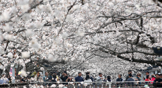 진해군항제 찾은 관광객들