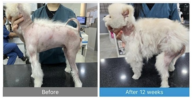 "부작용 없이 피부 재생"…엑소좀 치료, 반려동물 시장 바꿀까