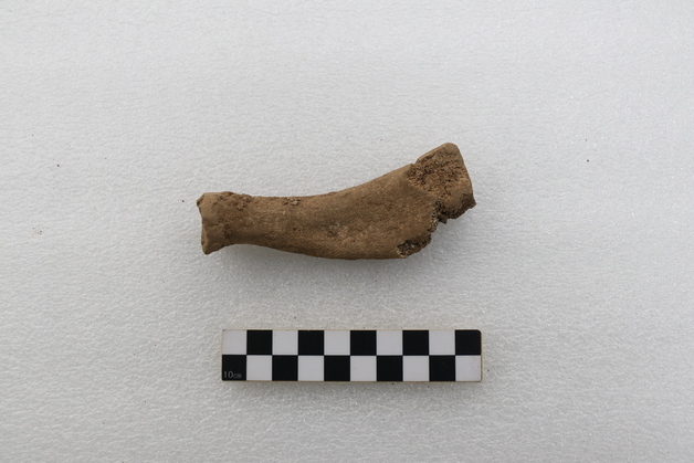 군산 조개껍데기층서 '물범 뼈·日 토기' 출토…"고대 국제 교류 단서"