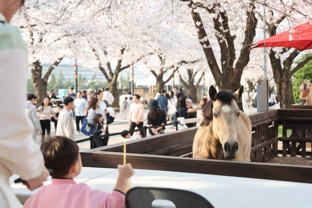"벚꽃에 드론쇼까지"…25만명 몰린 렛츠런파크 축제 다시 열린다