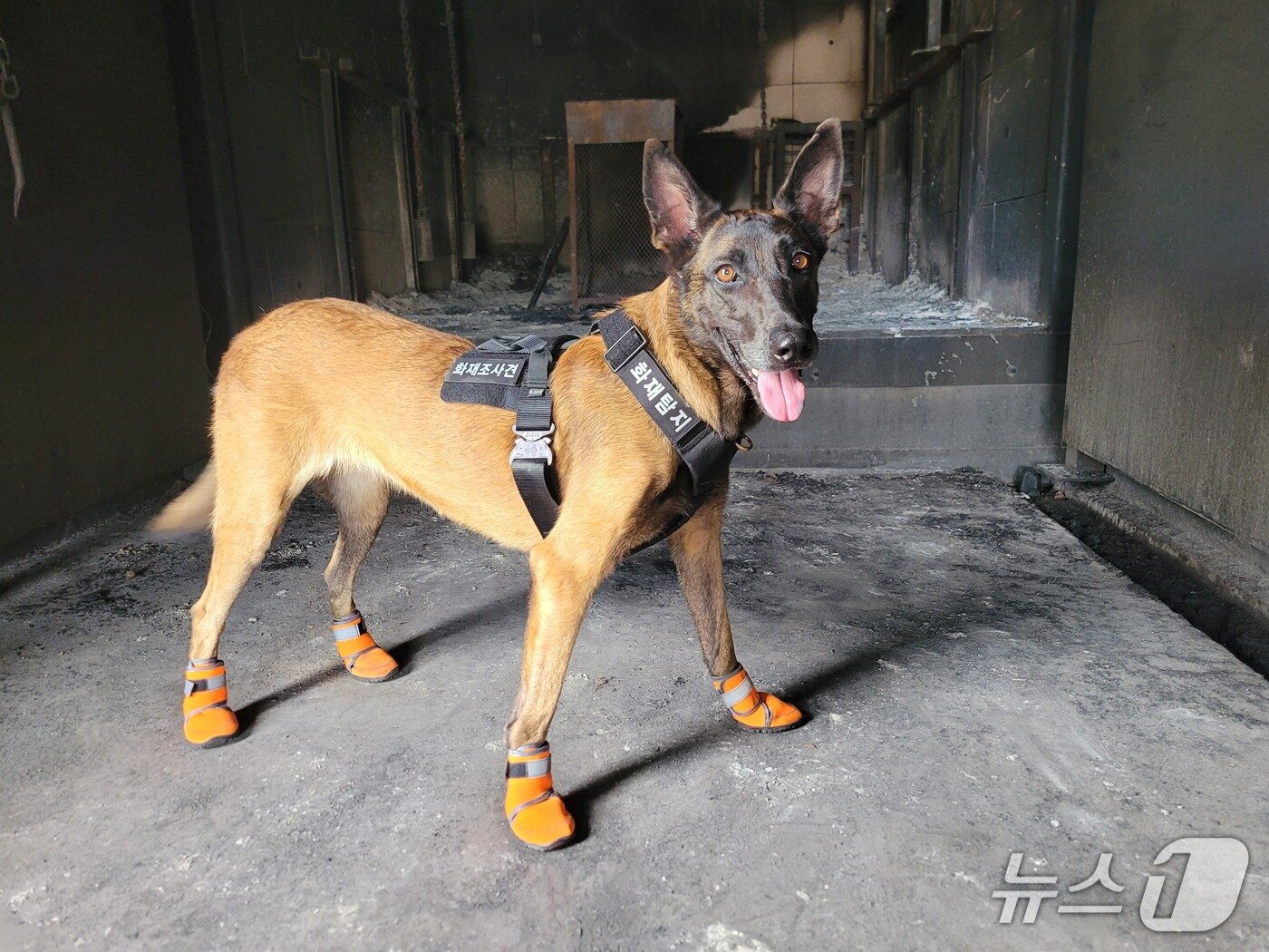 본문 이미지 - 화재탐지견 '가호'가 화재 현장 수색을 위해 신발을 착용하고 있다.(소방청 제공)