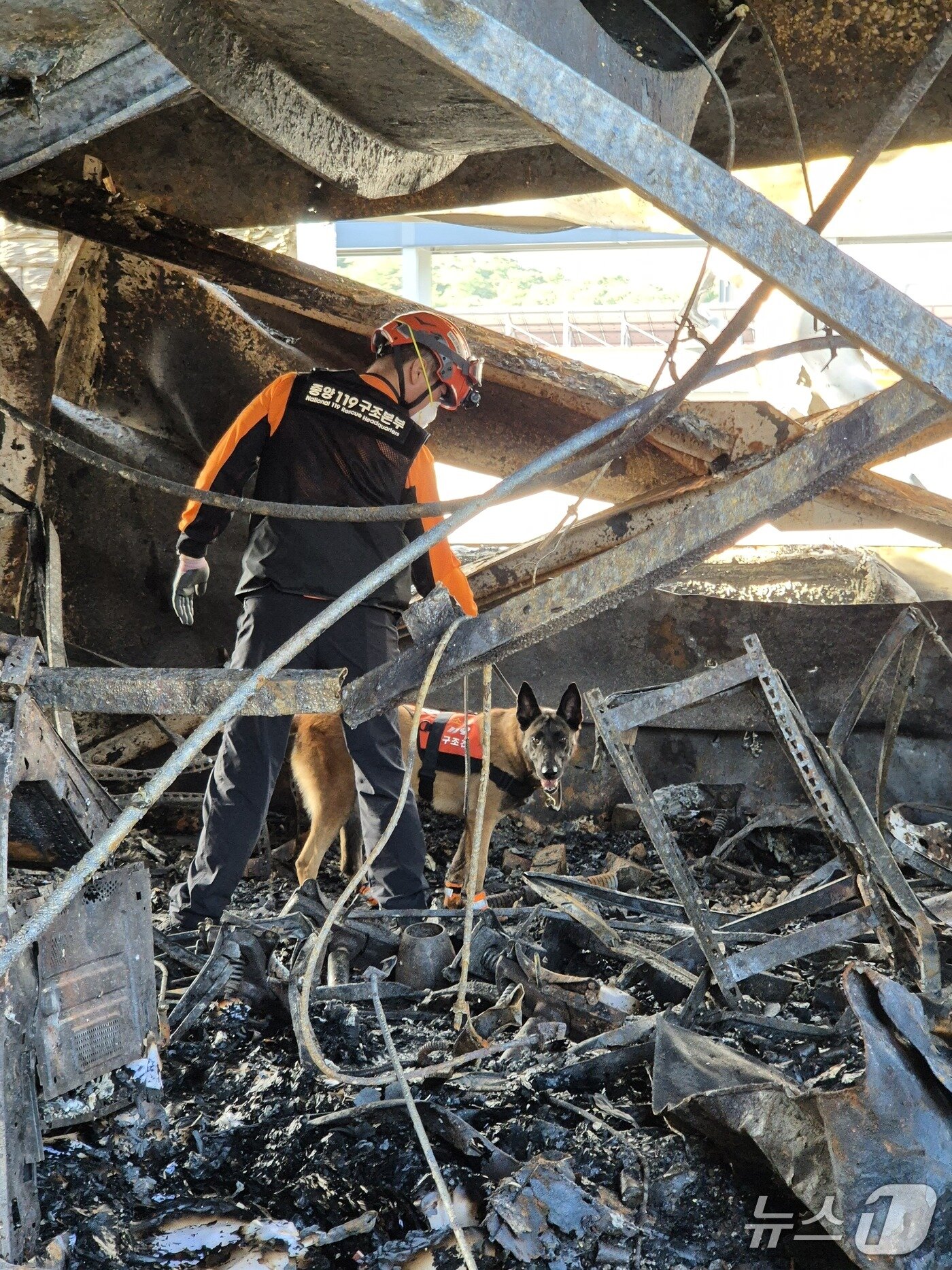 본문 이미지 - 2024년 6월 아리셀 공장 화재 현장에서 화재탐지견 가호가 잔해 속을 수색 중이다. (소방청 제공)