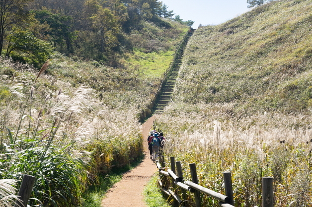 정선군, 민둥산 억새 생육환경 개선 사업 추진