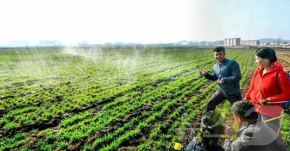 (평양 노동신문=뉴스1) = 북한 노동당 기관지 노동신문은 28일 사동구역 미림남새농장에서 가뭄에 의한 농작물 피해를 줄이기 위해 물주기 등 대책을 추진하고 있다고 보도했다.[국내 …