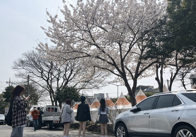 벚꽃 없는 제주 벚꽃축제…'나 홀로' 만발한 벚나무 눈길