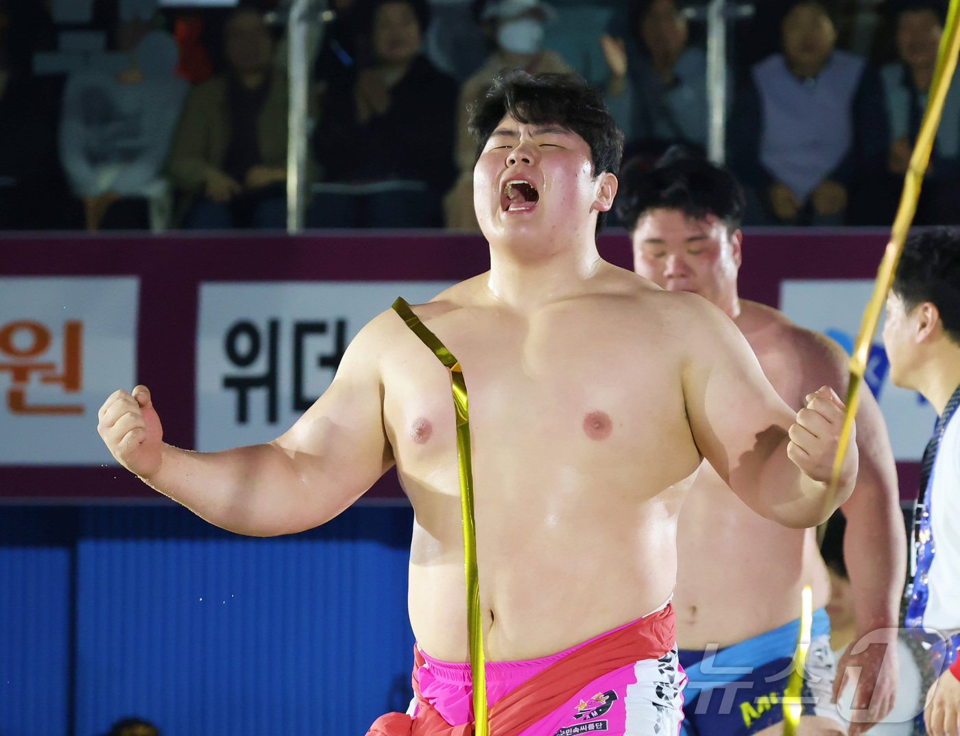 (서울=뉴스1) = 28일 충북 단양군 단양체육관에서 열린 '위더스제약 2026 민속씨름 단양온달장사씨름대회' 백두장사(140kg이하)에 등극한 김민재(영암군민속씨름단)가 포효하고 …