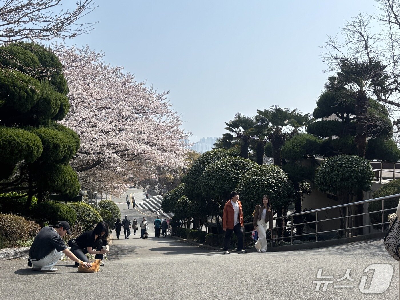 본문 이미지 - 부산 중구 용두산공원 부산타워 인근 벚나무길 모습. 부산 시민 뿐만 아니라 많은 외국인 관광객들이 용두산공원을 찾았다. 2026.3.28 ⓒ 뉴스1 홍윤 기자