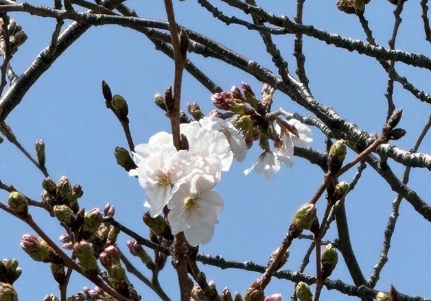 제주 벚나무 개화…"평년보다 3일 늦어"