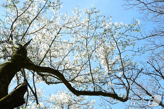 본문 이미지 -  국내 최고령 목련(난대·아열대산림연구소 제공)/뉴스1