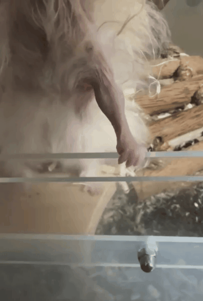 본문 이미지 - 골무를 '헬창 햄스터'란 별명으로 유명하게 만든 전완근 영상(인슻타그램 golmu.ham 제공) ⓒ 뉴스1