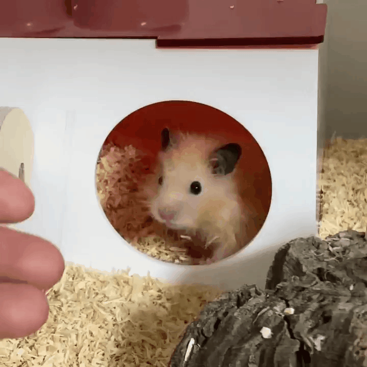 본문 이미지 - 젊은 시절의 골무(인스타그램 golmu.ham 제공) ⓒ 뉴스1