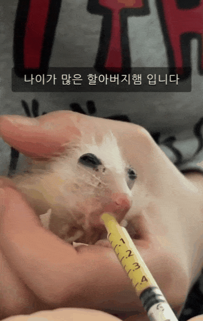 본문 이미지 - 스스로 먹이를 먹지 못하는 골무에게 보호자가 음식을 먹이고 있다(인스타그램 golmu.ham 제공) ⓒ 뉴스1