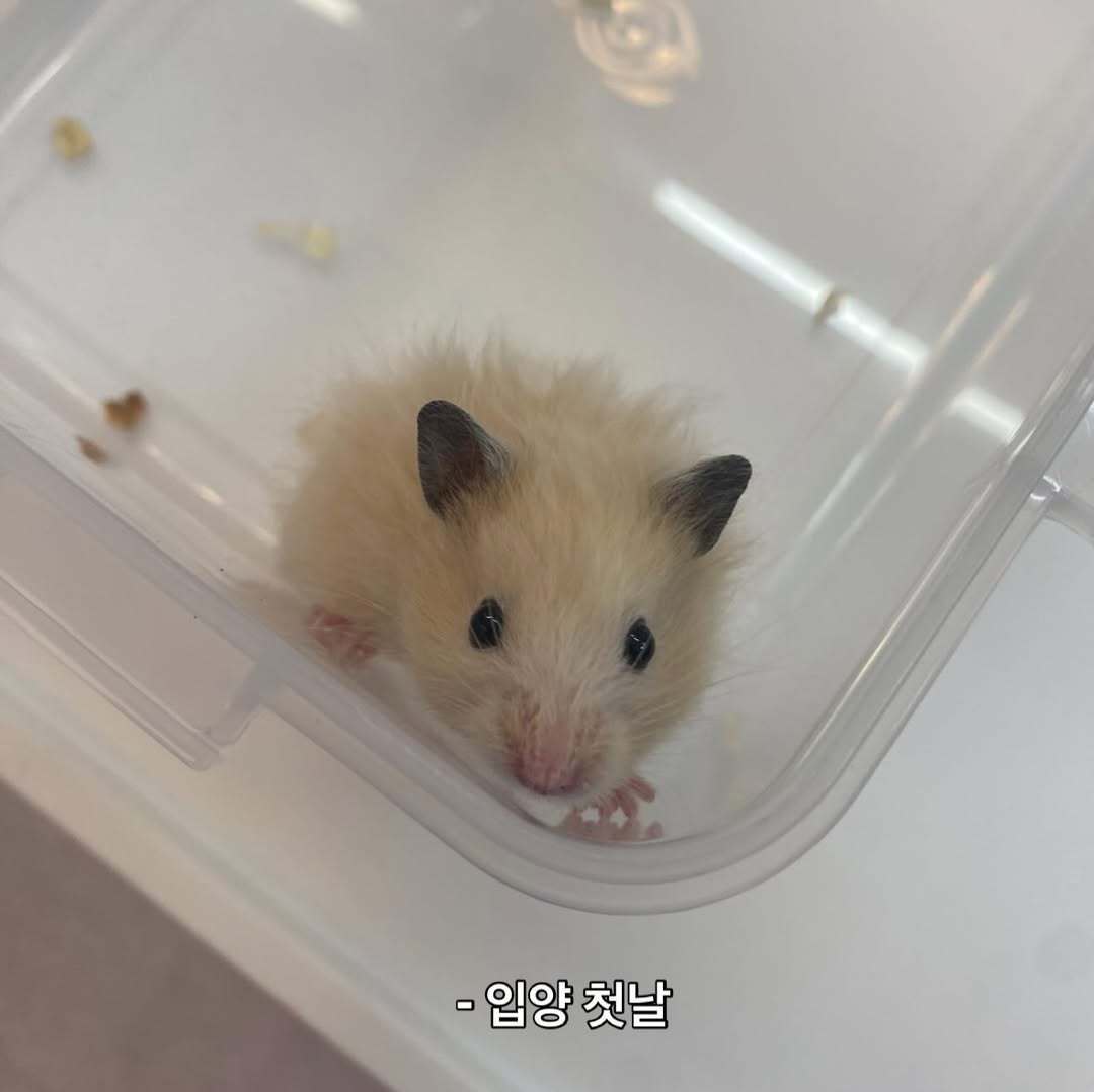 본문 이미지 - 보호자가 골무를 처음 만난 날(인스타그램 golmu.ham 제공) ⓒ 뉴스1