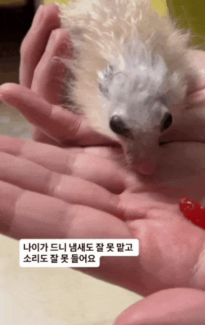 본문 이미지 - 장수 햄스터 골무가 딸기를 먹고 있다(인스타그램 golmu.ham 제공) ⓒ 뉴스1