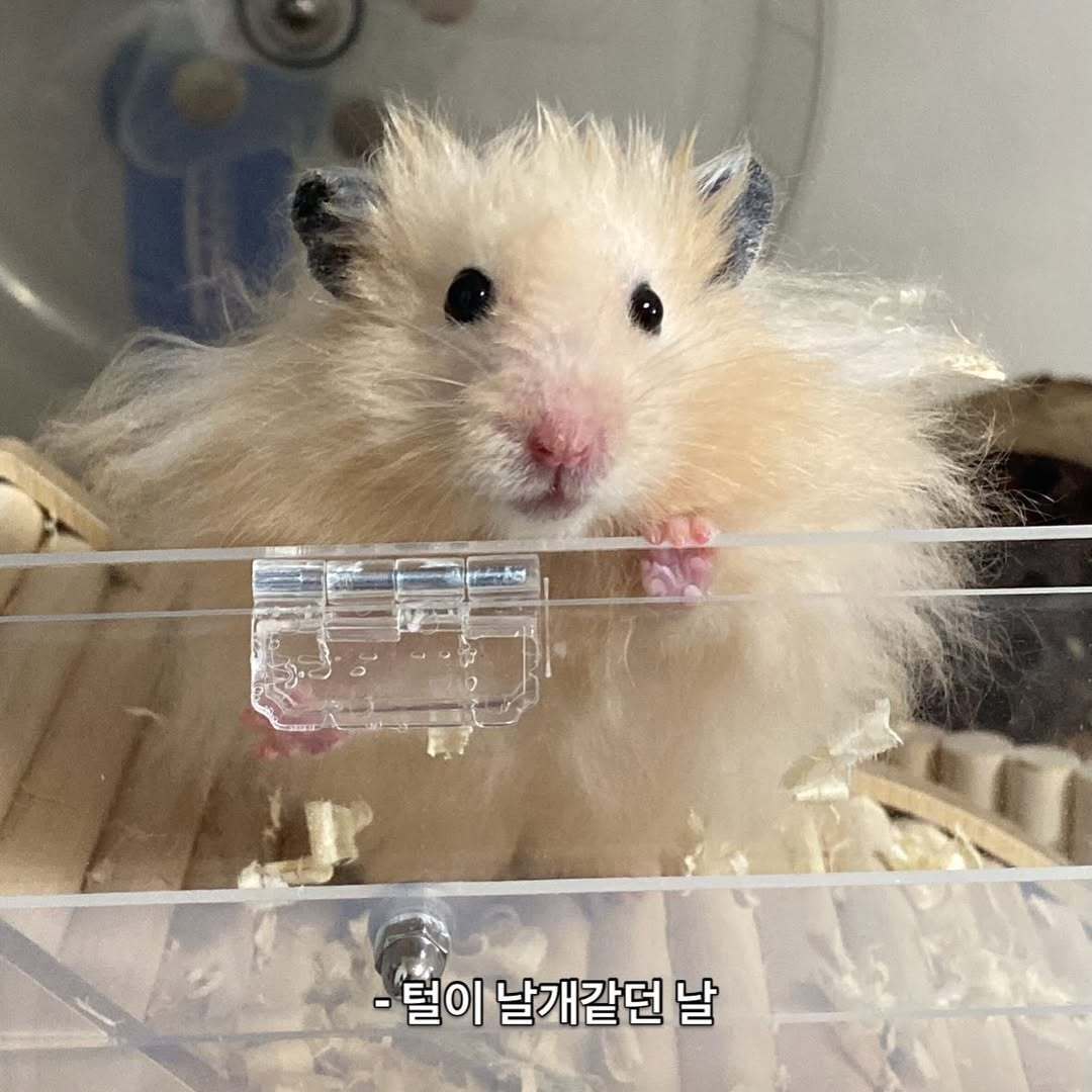 본문 이미지 - 장수 햄스터 골무(인스타그램 golmu.ham 제공) ⓒ 뉴스1