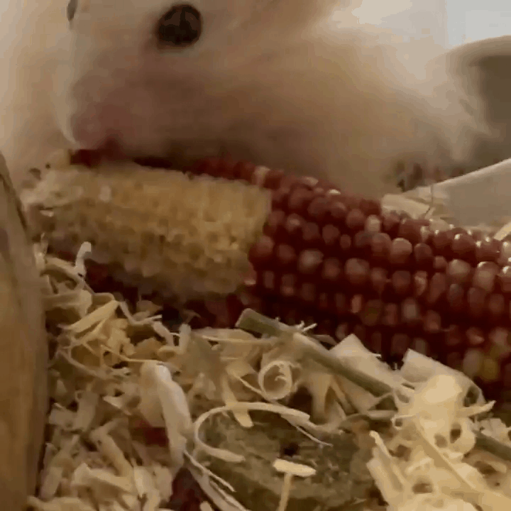 본문 이미지 - 자연식을 좋아한 골무(인스타그램 golmu.ham 제공) ⓒ 뉴스1