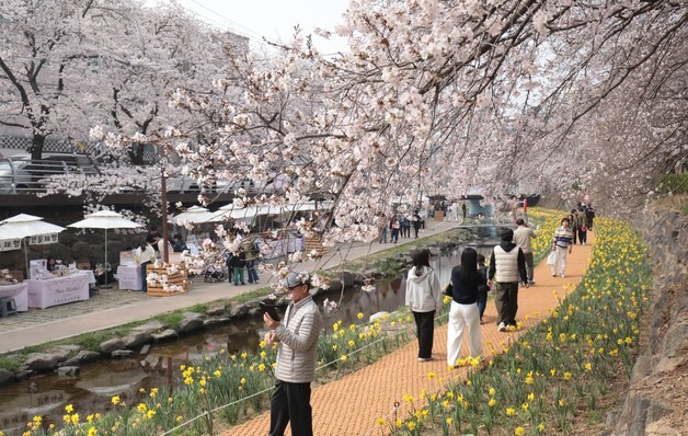 "언제 이렇게 폈지" 울산 궁거랑 벚꽃길 이른 상춘객 북적